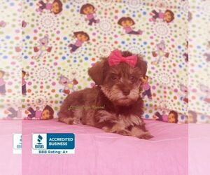 Schnauzer (Miniature) Puppy for sale in WINNSBORO, LA, USA