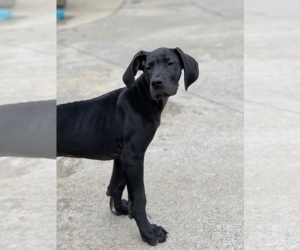 Medium Photo #4 Great Dane Puppy For Sale in PELZER, SC, USA