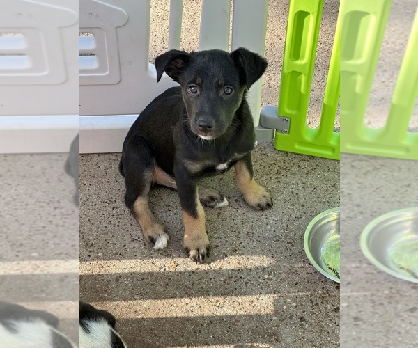 Medium Photo #1 Australian Shepherd Puppy For Sale in CONROE, TX, USA