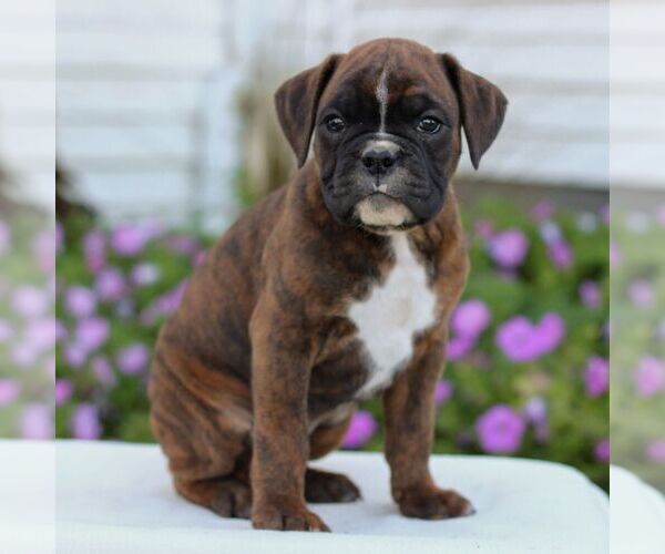 Medium Photo #1 Boxer Puppy For Sale in GORDONVILLE, PA, USA