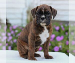 Boxer Puppy for sale in GORDONVILLE, PA, USA