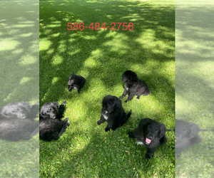 Goldendoodle Puppy for sale in CHESTERFIELD, MI, USA