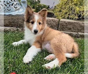 Shetland Sheepdog Puppy for sale in INDIANAPOLIS, IN, USA