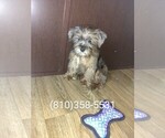 Small Photo #8 Poodle (Toy)-Yorkshire Terrier Mix Puppy For Sale in LAPEER, MI, USA