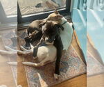 Small #1 American Pit Bull Terrier-Labrador Retriever Mix