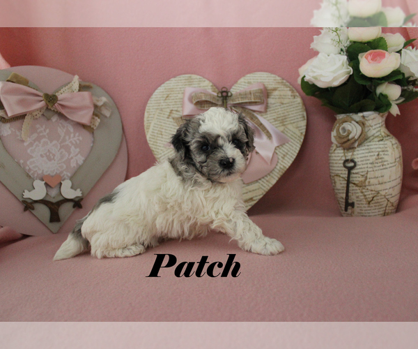 Medium Photo #10 Poodle (Toy) Puppy For Sale in CHANUTE, KS, USA