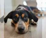 Small Photo #14 Doxle Puppy For Sale in Dunnellon, FL, USA