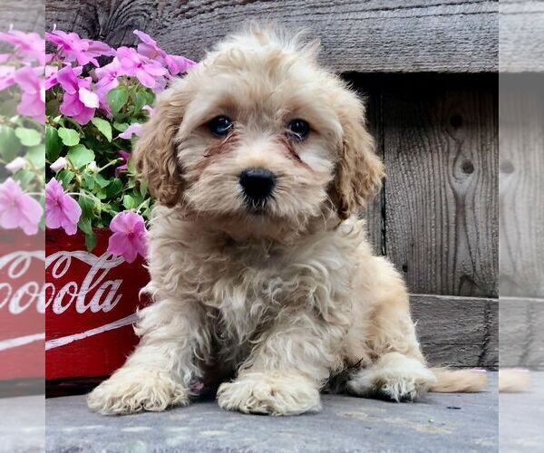 Medium Photo #1 Cavapoo-Poodle (Toy) Mix Puppy For Sale in DRY RUN, PA, USA
