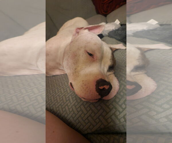 Medium Photo #33 Mutt Puppy For Sale in Philadelphia, PA, USA