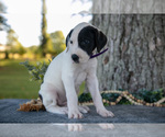 Small #2 Great Dane
