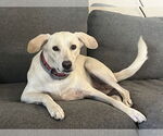 Small #1 Labrador Retriever Mix