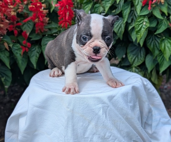 Medium Photo #22 Faux Frenchbo Bulldog Puppy For Sale in GOSHEN, IN, USA