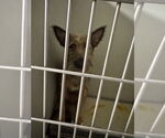 Small #2 Airedale Terrier Mix