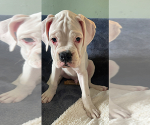 Boxer Puppy for sale in DOVER, NJ, USA