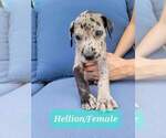 Small Photo #2 Great Dane Puppy For Sale in GRAND PRAIRIE, TX, USA