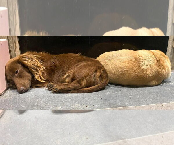 Medium Photo #3 Dachshund Puppy For Sale in Boonton, NJ, USA