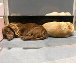 Small #2 Dachshund