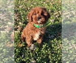 Puppy LENNY Cavapoo