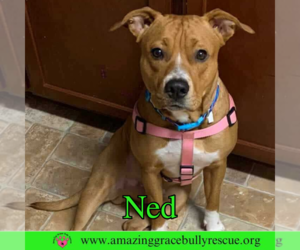 Ned - Male American Pit Bull Terrier-Unknown Mix Dog for Adoption - Photo #11