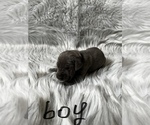 Small Photo #13 Great Dane Puppy For Sale in ZION, IL, USA