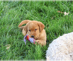 Claudia - Female Labrador Retriever Puppy for Sale - Photo #4