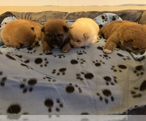 Shiba Inu Puppy for sale in PLAINFIELD, IL, USA