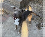 Small #8 Retriever  Mix