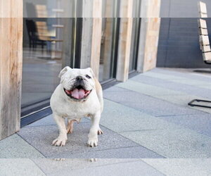 Swann - Female Bulldog-Unknown Mix Dog for Adoption - Photo #8