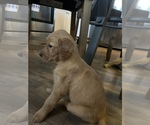 Small Photo #3 Golden Retriever Puppy For Sale in COVENTRY, RI, USA