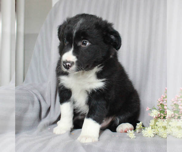 Medium Photo #4 Border Collie Puppy For Sale in HONEY BROOK, PA, USA