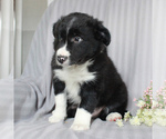 Small Photo #4 Border Collie Puppy For Sale in HONEY BROOK, PA, USA