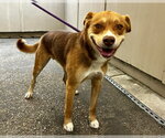 Small Australian Shepherd Mix