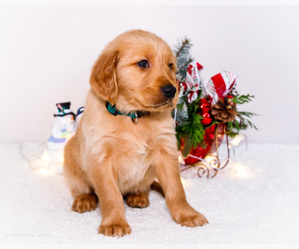 Medium Photo #9 Golden Retriever Puppy For Sale in WAKARUSA, IN, USA