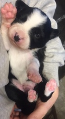 Border-Aussie Puppy for sale in DUFUR, OR, USA
