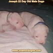 Small Photo #23 Dogo Argentino Puppy For Sale in PINEVILLE, MO, USA