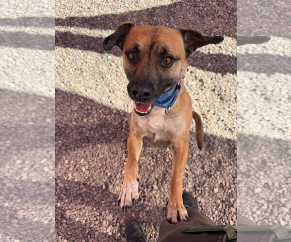 Medium Photo #4 Mutt Puppy For Sale in Aurora, CO, USA