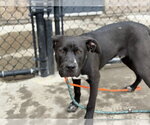 Small #1 Mutt