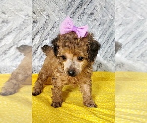 Poodle (Miniature) Puppy for sale in ODON, IN, USA