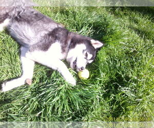 Fargo - Male Alusky Dog for Adoption - Photo #5