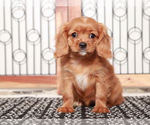 Small #3 Cavapoo