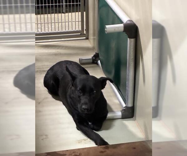 Medium Photo #1 American Pit Bull Terrier-Unknown Mix Puppy For Sale in Bakersfield, CA, USA