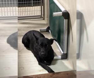 American Pit Bull Terrier-Unknown Mix Dogs for adoption in Bakersfield, CA, USA