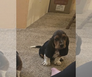 Basset Hound Puppy for sale in TOPPENISH, WA, USA