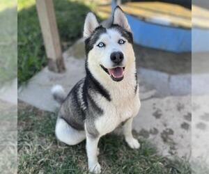 Siberian Husky Dogs for adoption in Modesto, CA, USA