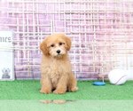 Small Photo #1 Poodle (Miniature) Puppy For Sale in BEL AIR, MD, USA