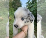 Small Photo #1 Australian Shepherd-Goldendoodle Mix Puppy For Sale in ROYALSTON, MA, USA