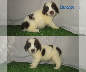 Newfoundland Puppy for sale in CHANUTE, KS, USA