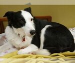 Small Photo #2 Border Collie Puppy For Sale in Highland, IL, USA