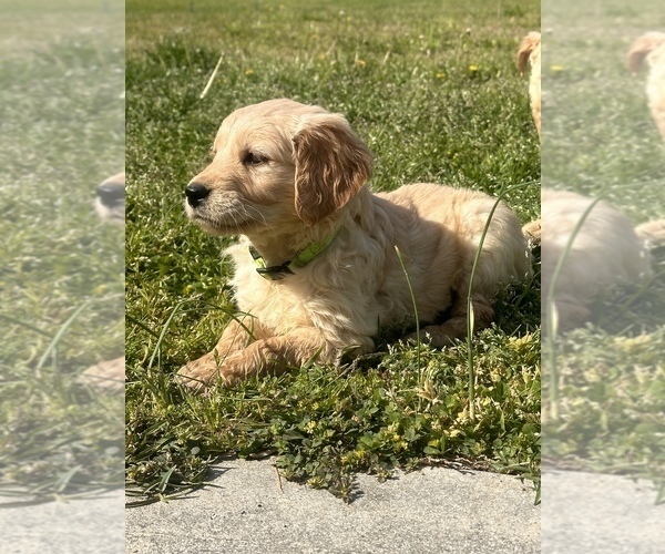 Medium Photo #2 Golden Retriever Puppy For Sale in JACKSONVILLE, NC, USA