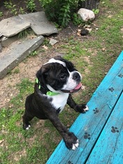 Bulldog Puppy for sale in CRANSTON, RI, USA